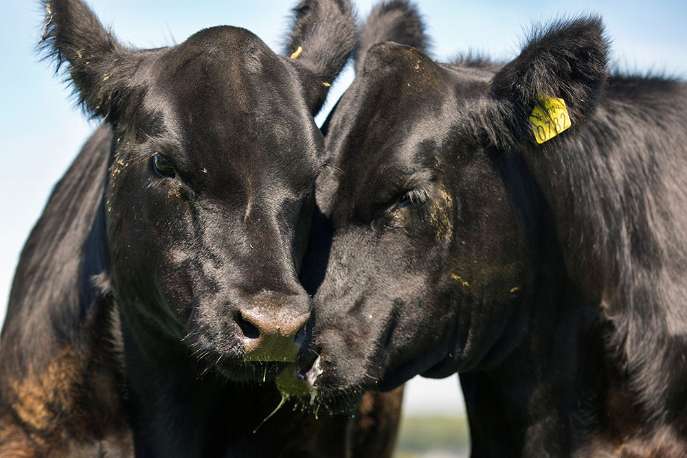 a black cow with yellow tags on its ears